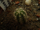 ECHINOCEREUS POLYACANTHUS