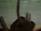 WILCOXIA WALDESII