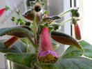 NEW - Kohleria Goliat