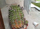cactus0