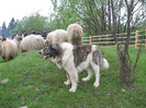 mascul bucsoaia