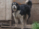 rares  de radaseni