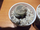 Picture 018
