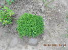 cimbrisor peren