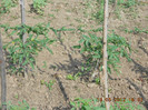DSCN3063