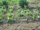 DSCN3064