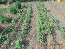 DSCN3065