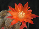 DSC00115