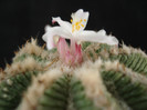 Aztekium ritterii