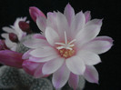 DSC00011