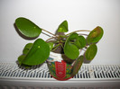 pilea peperomioides