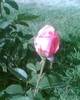 Picture 115