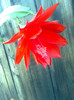 prima floare ,epy rosu
