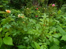 DSCN5243