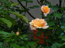 DSCN5247