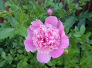 Peony. Bujor (2012, May 12)