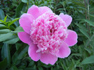 Peony. Bujor (2012, May 12)