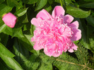 Peony. Bujor (2012, May 13)