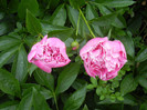 Peonies. Bujori (2012, May 13)
