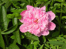 Peony. Bujor (2012, May 13)