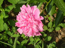 Peony. Bujor (2012, May 13)