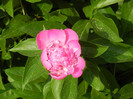 Peony. Bujor (2012, May 13)