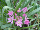 Allium oreophilum (2012, May13)