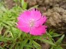 Dianthus Kahori (2012, May 15)