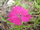 Dianthus Kahori (2012, May 15)