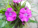 Dianthus barbatus (2012, May 12)