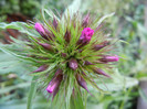 Dianthus barbatus (2012, May 13)