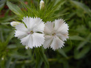 Dianthus barbatus (2012, May 13)