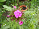 Dianthus barbatus (2012, May 15)