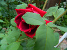 DSCN5248