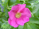 Rosa rugosa (2012, May 13)