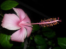 Hibiscus Dainty Pink