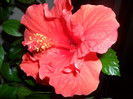 Hibiscus Sunni Cities Bordeaux