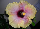 Hibiscus Tahitian Quinn