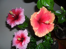 Hibiscus in grup