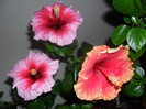 Hibiscus in grup