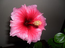 Hibiscus Yoder Camelia