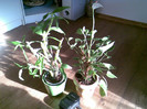 dendrobium si anthurium/ Meme