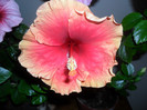 Hibiscus June's Dragon
