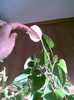Anthurium Meme
