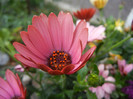 African Daisy (2012, May 13)