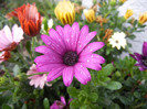 African Daisy (2012, May 13)
