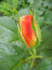 Rose Monica (2012, May 13)