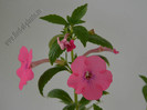 Achimenes Rosa Charm