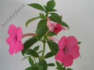 Achimenes Rosa Charm