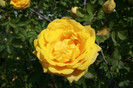 flori 05